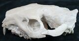 Oreodont (Merycoidodon gracilis) Partial Skull #8852-8